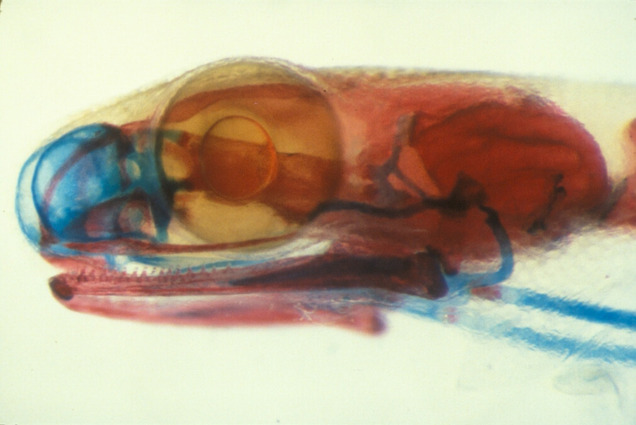 Photomicrograph of Thorius pennatulus. Bones are stained red and cartilage stained blue. The entire head is 3 mm long.